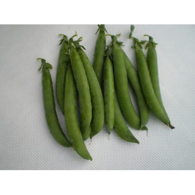 Семена гороха овощного Продиджи (100000 с.) Lark Seeds